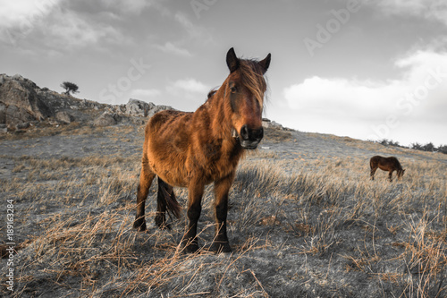 portrait of beautiful basque horse pottok in countryside mountains in basque country in selective color, france photo