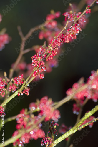 Rote Blüten der Zaubernuss © E. Schittenhelm