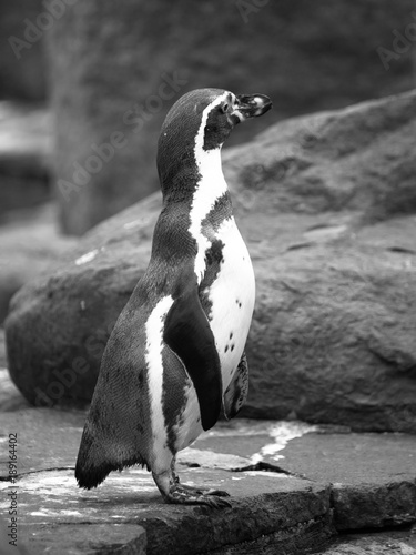 The Humboldts Penguin or Peruvian Penguin standing on the ground. photo