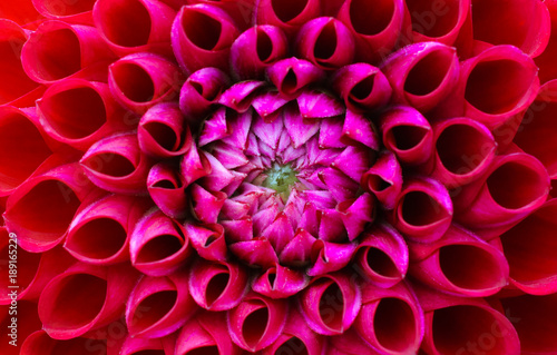 Red and pink dahlia flower macro photo. Picture in colour emphasizing the light pink and dark red colours. Flower head at the centre of the frame with perspective from the top.