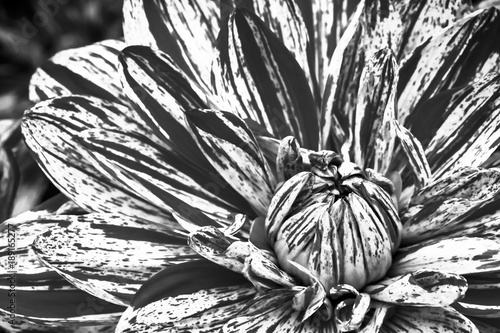 Szczegóły dotyczące makrofotografii świeżego kwiatu dalii cętkowanej. Czarno-białe zdjęcie podkreślające fakturę, kontrast i misterne kwiatowe wzory.
