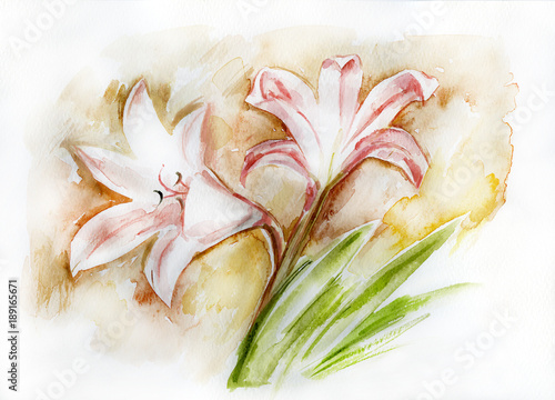 Obraz na płótnie Kwiaty Amarilis