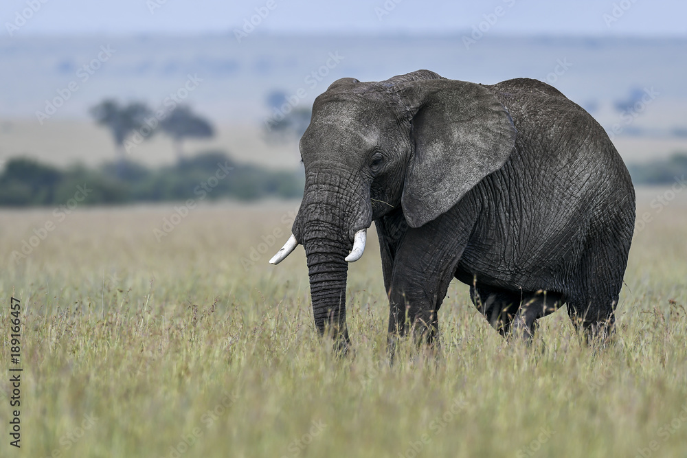elephant in the savannah of africa