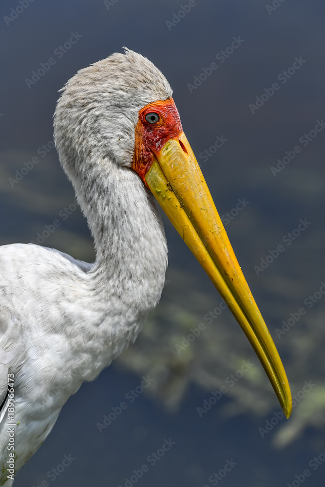Fototapeta premium stork in the Masai Mara in Africa