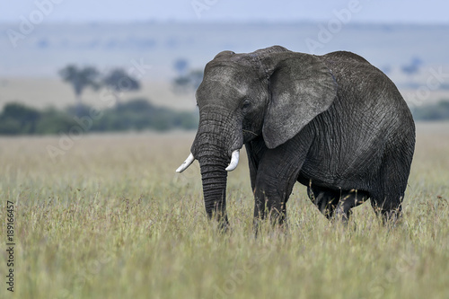 elephant in the savannah of africa