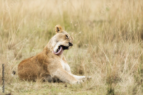 Fototapeta Naklejka Na Ścianę i Meble -  Young adult lioness in the Masai Mara