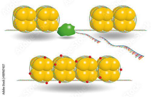  Gene silencing by methylation