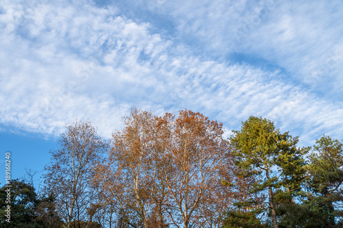 冬の公園の風景 樹木と青空４