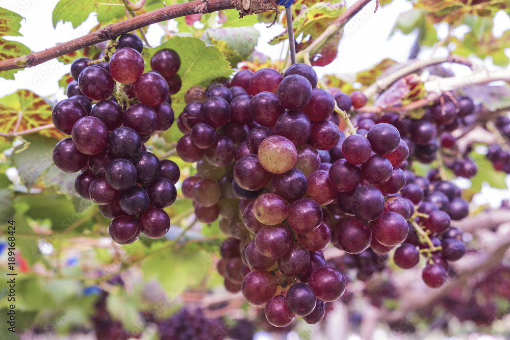 Fresh red grapes vine on plant and summer sun light. Fresh red grapes vine on plant and summer sun light.