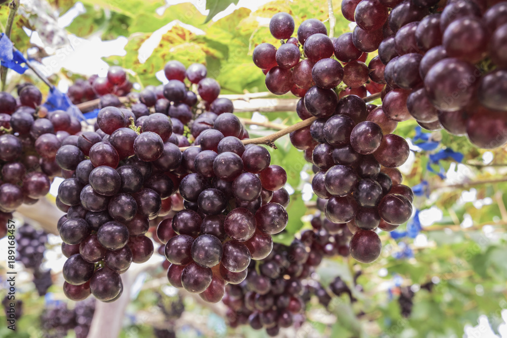 Fresh red grapes vine on plant and summer sun light.