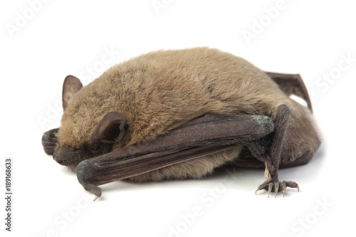 Bat isolated on white