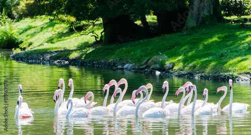Rosaflamingo schwimmen auf einem See