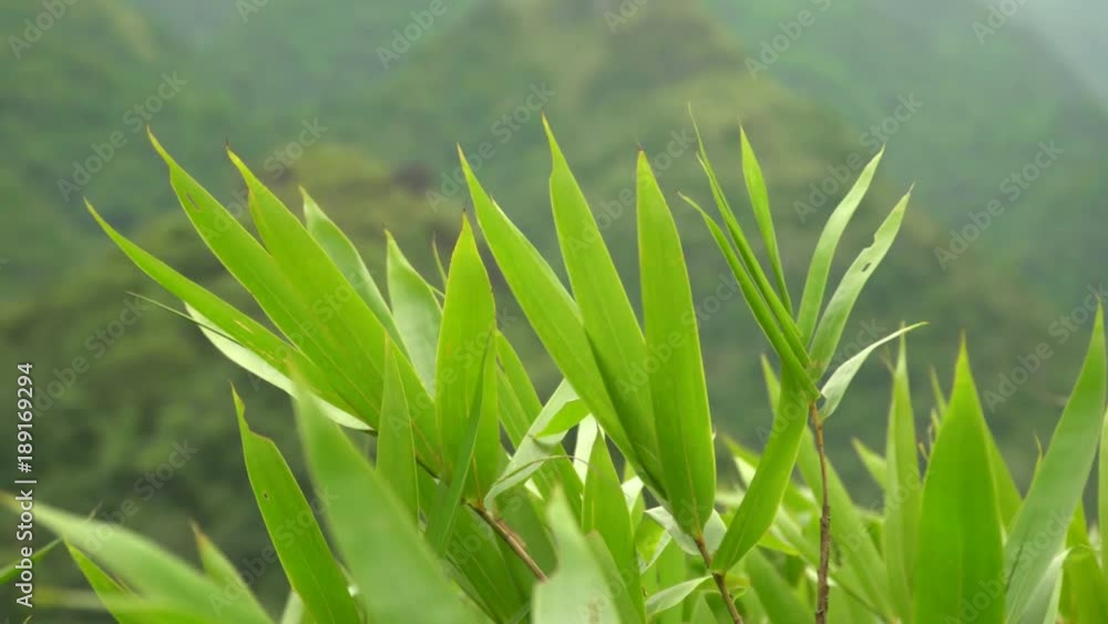 National park on the island. The mountain in Vietnam. Green jungle. Beautiful views of the Green Mountains in Vietnam National park on the island. The mountain in Vietnam. Green jungle. Beautiful views of the Green Mountains in Vietnam