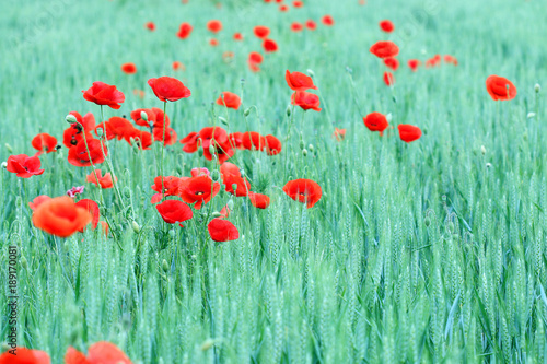 red poppies flower in green wheat field spring season