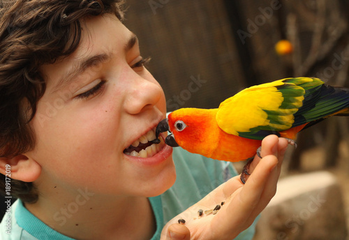 teenager boy feeding parrot with sonflower seed funny photo