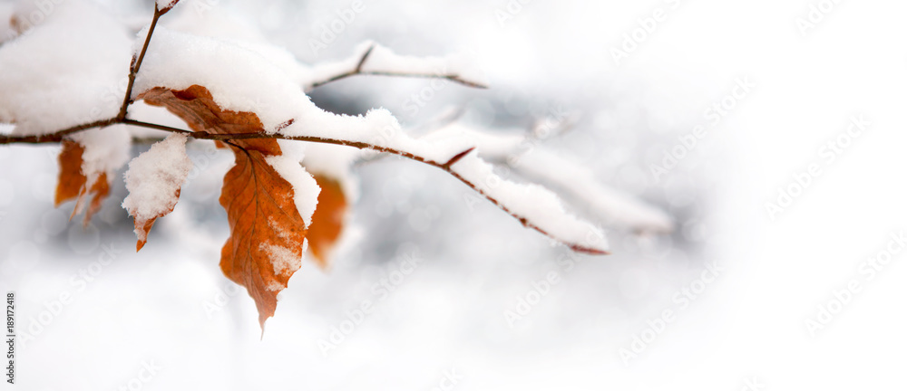 Winter leaves close-up with the snow isolated.
