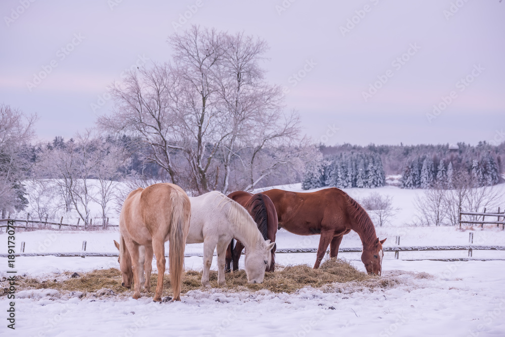 Winter view of the farm. Horses are mowing hay, the fir trees are covered with snow in the distance. Pre-winter winter country view. USA. Maine.
Winter view of the farm. Horses are mowing hay, the fir trees are covered with snow in the distance. Pre-winter winter country view. USA. Maine.