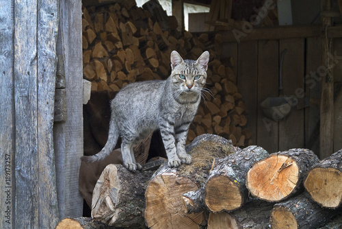 Photography Wild cat in the farm