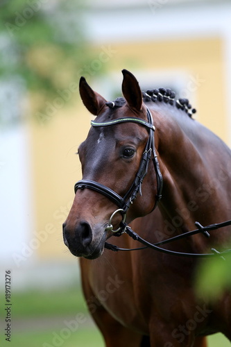 hengst portrait stallion