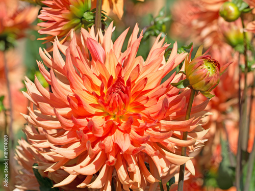 Fototapeta Naklejka Na Ścianę i Meble -  Dahlien, Dahlias