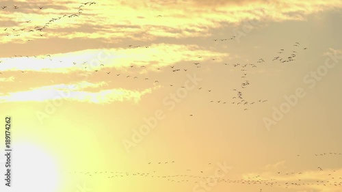 朝日の中で飛ぶ多数の鳥たち_10-109