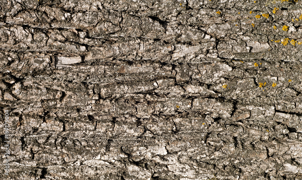 Tree bark texture. Tree bark texture.