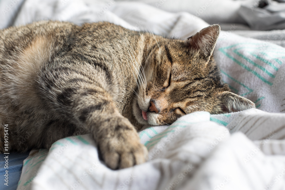 Lazy cat in bed, retro style