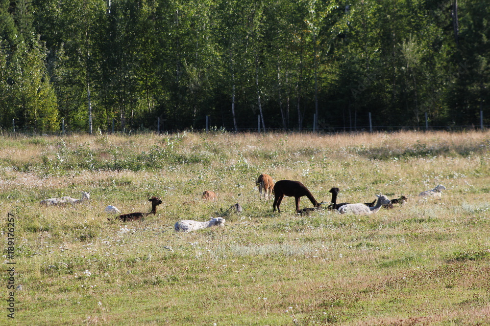 Group of alpacas lying in high grass. Group of alpacas lying in high grass.