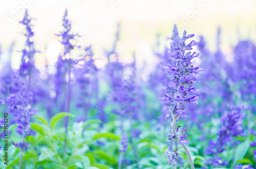 of Purple or blue Lavender Blooming and Growing in Garden