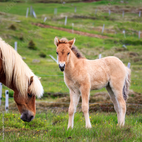 An adorable Icelandic foal standing watching the photographer. An Icelandic horse mare is eating alongside.