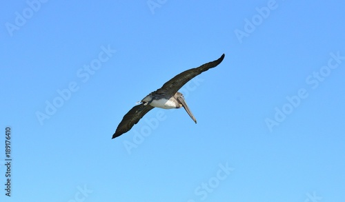 A Pelican flying at Dauphin Island in America