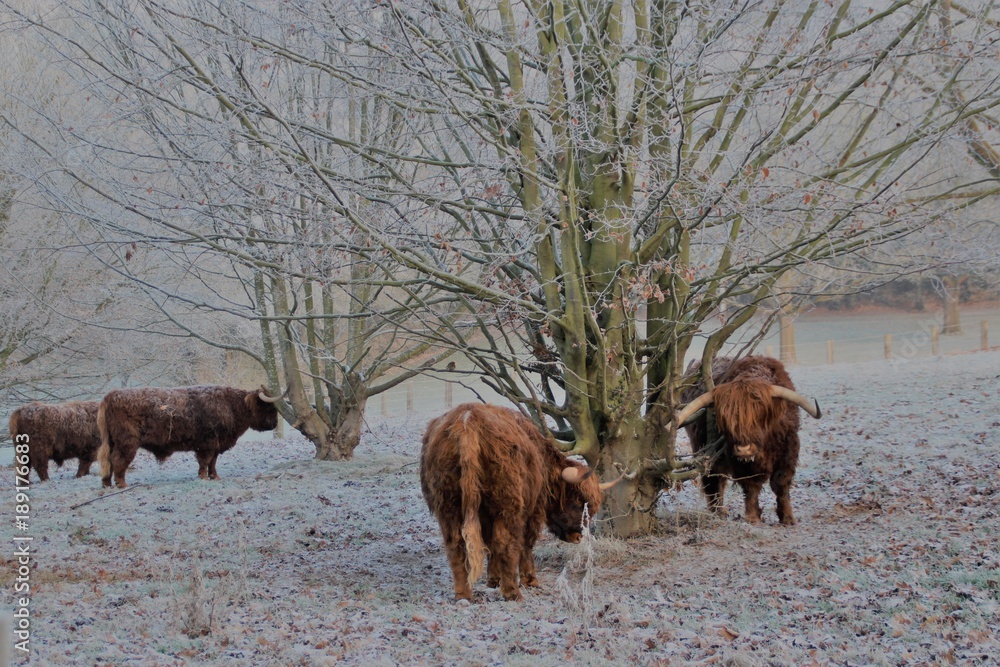 Fototapeta premium boeufs écossais 1.