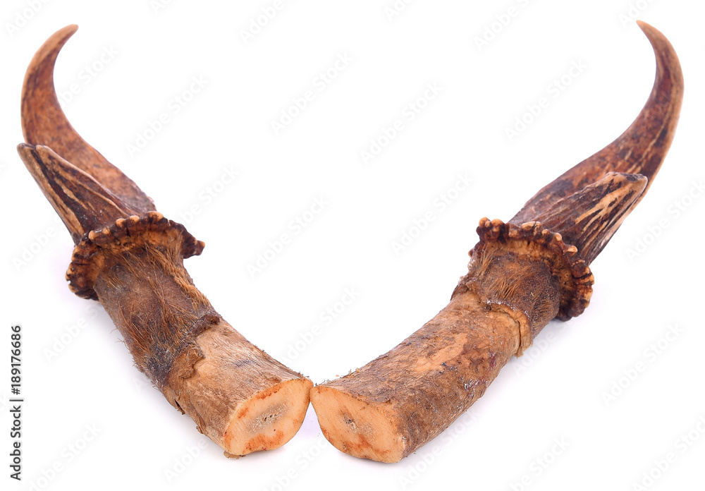 Two Deer Antlers Isolated on a White Background.