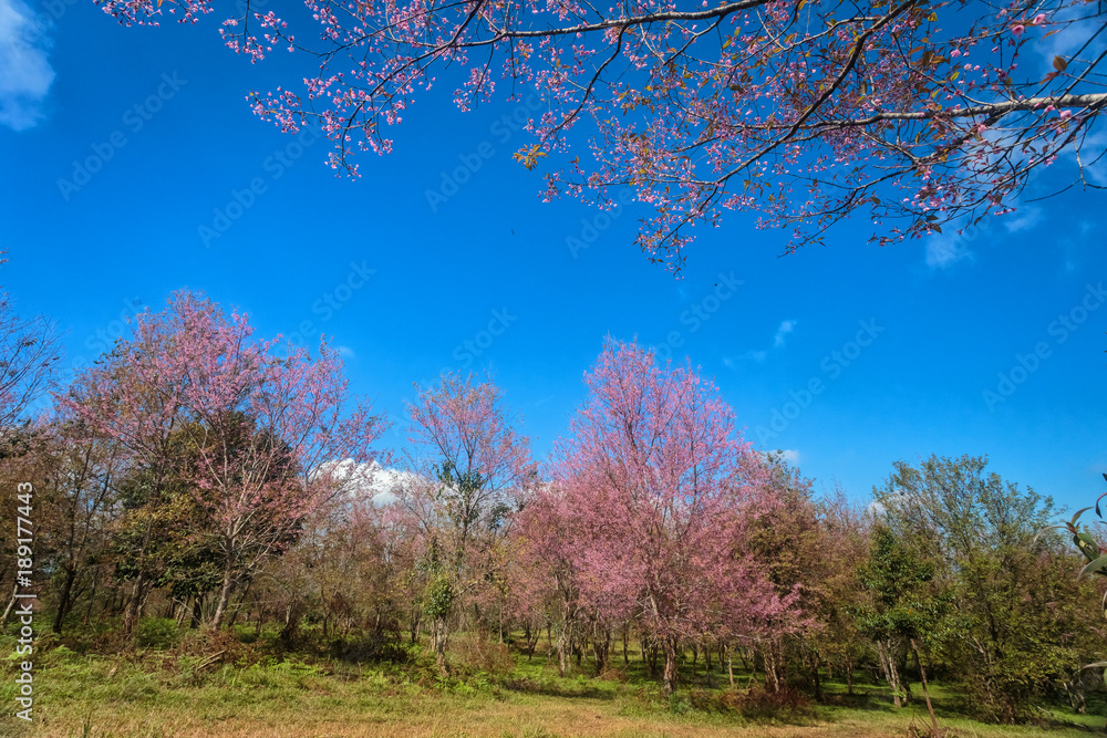 Wild Himalayan Cherry Blossom Flower with blue sky at Phu Lom Lo, Loei, Thailand,Phuhinrongkla National Park