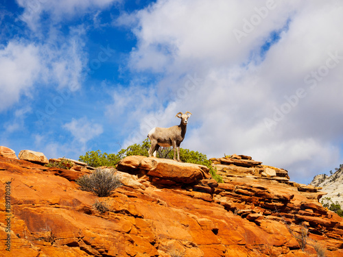 Desert Bighorn Sheep in Zion National Park Utah USA