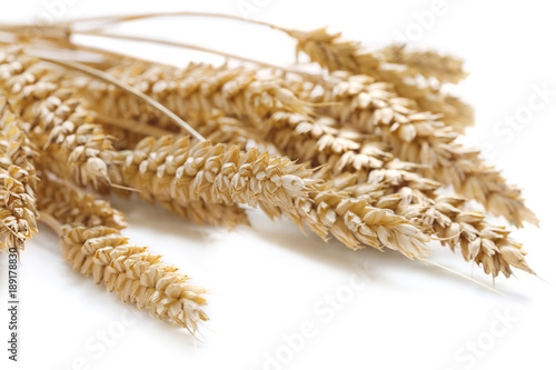 sheaf of wheat ears isolated on white background