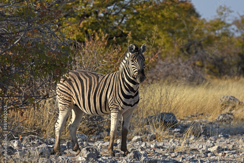 Obraz premium Steppenzebra (Equus quagga) im Etosha Nationalpark (Namibia)