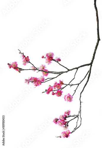 Fototapete Plum Blossom in early spring