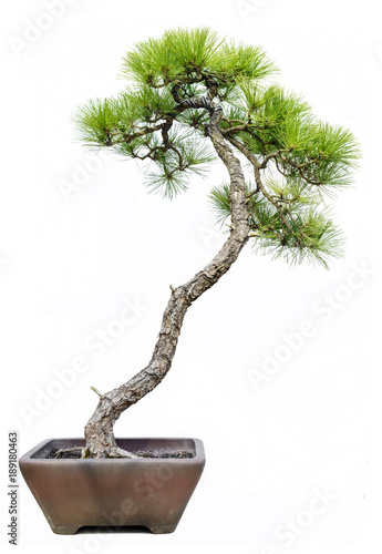 Pine Bonsai Isolated on White Background