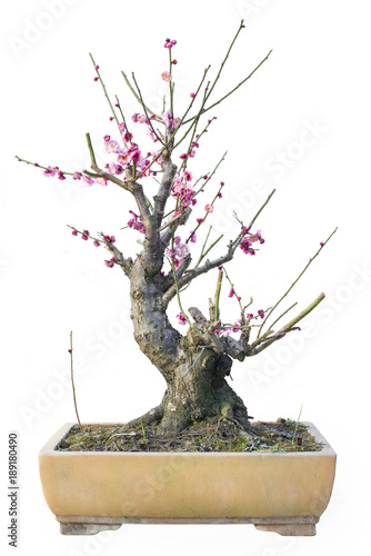 Plum Blossom Bonsai in early spring. Isolated on White Background.	