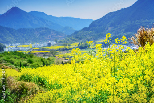 Landscape of Wuyuan County with Yellow oilseed rape field and Blooming canola flowers in spring. It's very quiet. People refer it to as the most beautiful village of China. photo