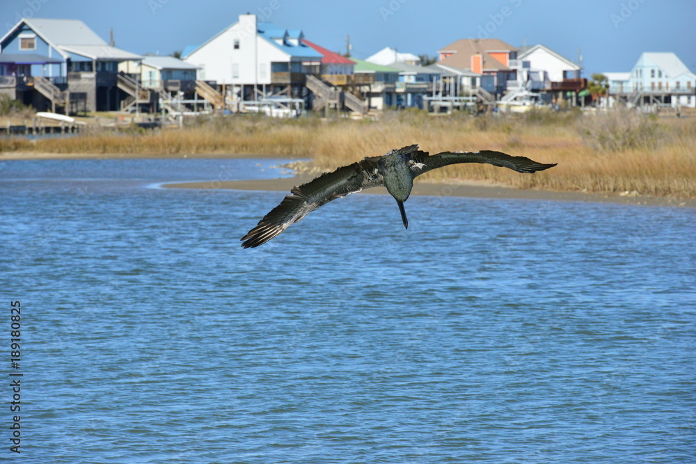 Naklejka premium A Pelican hunting for food. 