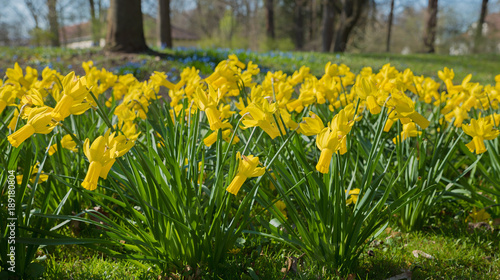 Blumenbeet mit gelben Trompeten-Narzissen im Frühlingspark