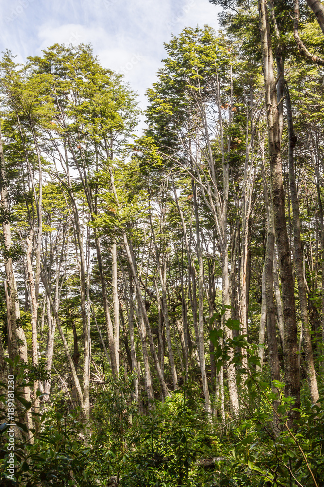 Fototapeta premium Forest in Coast Trail, Park Narodowy Ziemi Ognistej