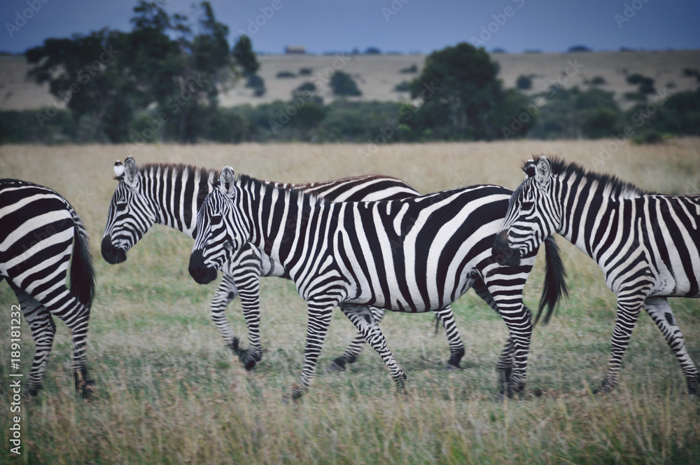 Fototapeta premium Zebra Crossing