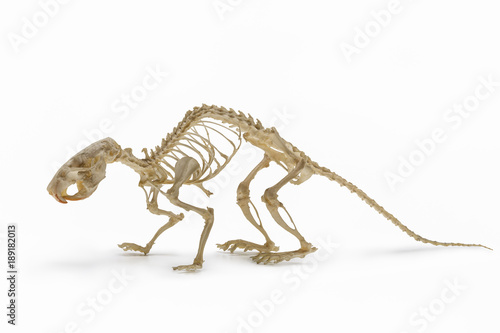 Rodents. Skeleton of rat (mouse). © Kot63