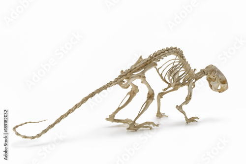 Natural skeleton of rat.