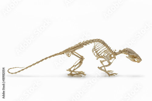 Handbook on zoology. Skeleton of rat on white background.