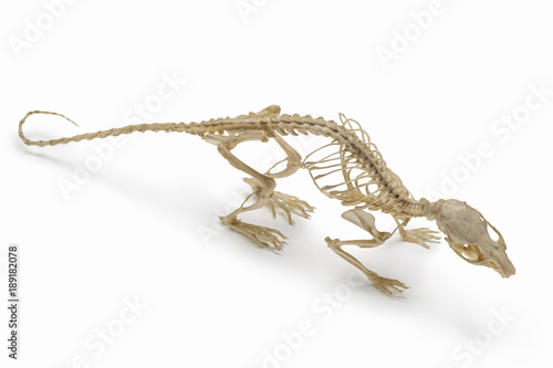 Natural skeleton of rat.