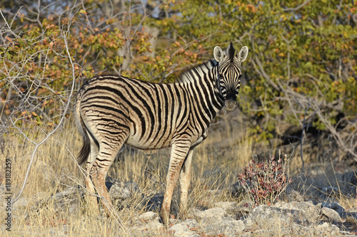 Steppenzebra  Equus quagga  im Etosha Nationalpark  Namibia 
